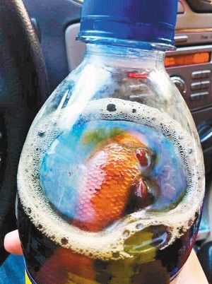 可樂里喝出死金魚